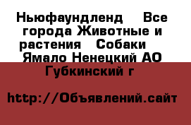 Ньюфаундленд  - Все города Животные и растения » Собаки   . Ямало-Ненецкий АО,Губкинский г.